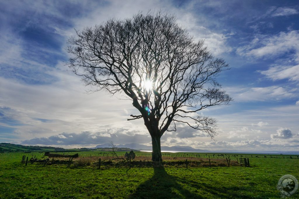 Sun Tree on Bute, Isle of Bute, Scotland